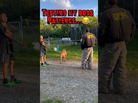 At what point do you think he noticed me? 😂🤷🏾‍♂️👀 #shorts #dog