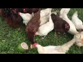 Coconuts for chicken feed