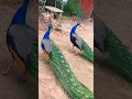 Download Lagu 😱Mor ki Awaaz #youtubeshorts #video #viral #peacock ki Awaaz #viral #video # please 🔥🔥