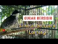 Download Lagu Si kecil bersuara lantang | Suara Burung Cucak Bersisik Masteran handal