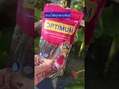 สวยได้ทุกสายพันธุ์ #อาหารปลาสวยงาม