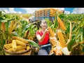 Download Lagu Harvesting 1000+ Sweet Corn, Forest Fruits and Wild Bananas... Go to Countryside Market Sell