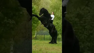 Black Horse Unstoppable Beautifulkk 