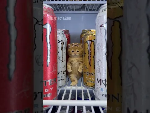 My Kitten Found the Monster Energy… She Has Not Stopped Dancing Since 😭⚡️ #catdance #kitten