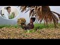 Download Lagu Orphaned girl Tieu Bong picked peanuts alone on a stormy day, her kind uncle worried.