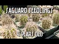 I Grew Saguaro Cactus from Seed 4-Year Growth Progress Update