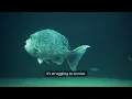 The World s Largest Freshwater Fish The Beluga Sturgeon