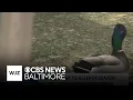 Allergy season irritating Marylanders