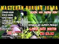 Download Lagu Masteran Cucak Ijo Juara | Tembakan Roll \u0026 Besetan Tajam | Durasi Panjang, Suara Jernih | No Iklan