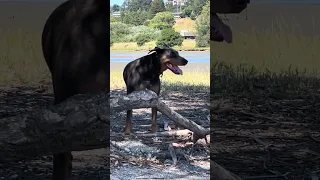 .. #dream #fyp #pets #doberman #fypシ
