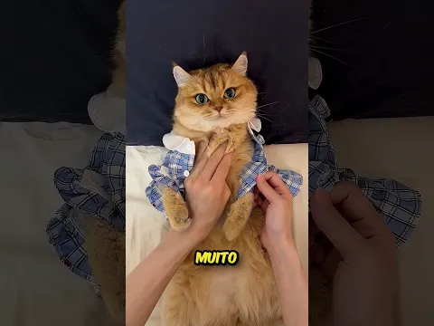 O gatinho Mingau