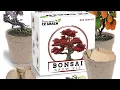 CZ Grain Bonsai Kit