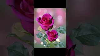 سلامي على طه سلاما علي يس 