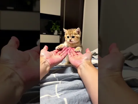 From river to riches! ✨ This cat found a home and became a treasure!