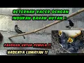 Sukses Berternak Burung Kacer Dengan Indukan Bahan Hutan ‼️