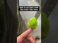 How to Activate Your Red-Eyed Tree Frog