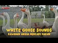 Download Lagu SUARA ANGSA MARAH - GALAK