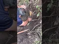 Sacando camote de cerro