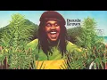 Cassandra, Dennis Brown, Fire From The Observer, Water Boiling, Ride On/Wild Goose Chase, Big Youth