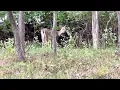 Department of Conservation makes several changes to deer hunting regulations