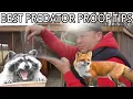 Best Tips to Predator Proof a Chicken Coop