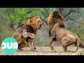 Lagu Three Adult Lions Fight Four Young Lions | Our World