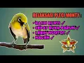 RELAKSASI PLECI MONTY || MASTERAN PLECI MONTY MALAM HARI || PLECI MONTY NGALAS || PLECI MONTY NGEROL