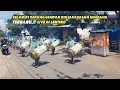 Download Lagu TABUH VARIASI SELAMAT DATANG GENDANG BELEQ GEMPAR RINJANI DASAN GENDANG | TERBARU LIVE DI LENTING