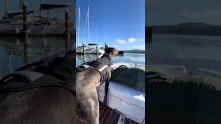 #Fyp #dream #YouTube #doberman #pets