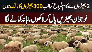 Sheep Farming In Pakistan: Citizen Started With 2 Sheep, Now Owns 300 And Earns Lakhs Monthly