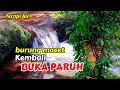 Download Lagu TERAPI AIR, Burung Macet Kembali Buka Paruh, Suara Gemericik Air Terapi Burung