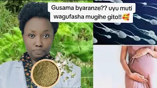 Gusama Byaranze Imiyobora Ntanga Yarazibye Humura Koresha Uyu Muti Uzambwire  Gusama Byaranze Imiyobora Ntanga Yarazibye Humura Koresha Uyu Muti Uzambwire
