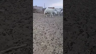 خمس 5 حالات في تربية الاغنام او الغنم خسارة على المربي 