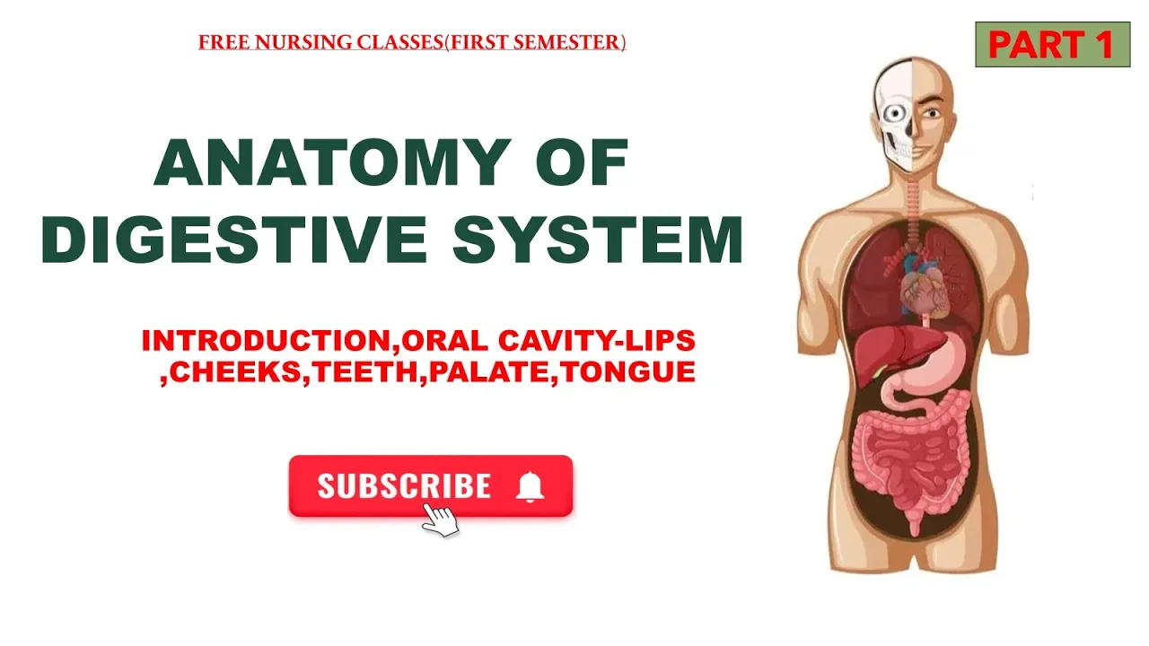 DIGESTIVE SYSTEM ANATOMY (ORAL CAVITY, TEETH) PART 1#bscnursing #firstsemester