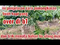 cara memangkas dahan kopi yg sudah berbuah over serta penataan bahan bo ulang di b1 yang over