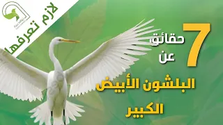 بلشون كبير غربي البلشون الابيض الكبير             دندنها