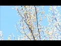 Season allergies delayed by fluctuating temperatures in Chicago area