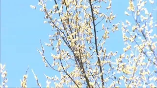Season allergies delayed by fluctuating temperatures in Chicago area