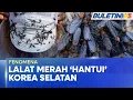 Download Lagu FENOMENA  |  Korea Selatan ‘Diserang’ Jutaan Lalat Merah