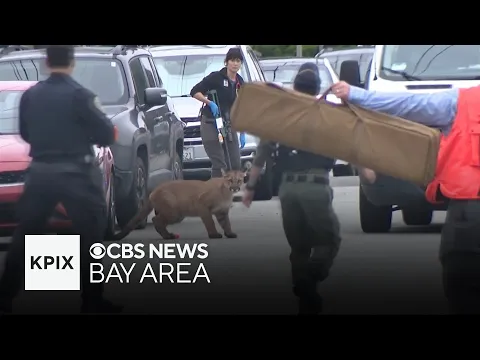 Watch: San Francisco mountain lion makes a run for it after being cornered