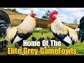 Home Of The Elite Grey GameFowls USA Elite GameFarm Visit