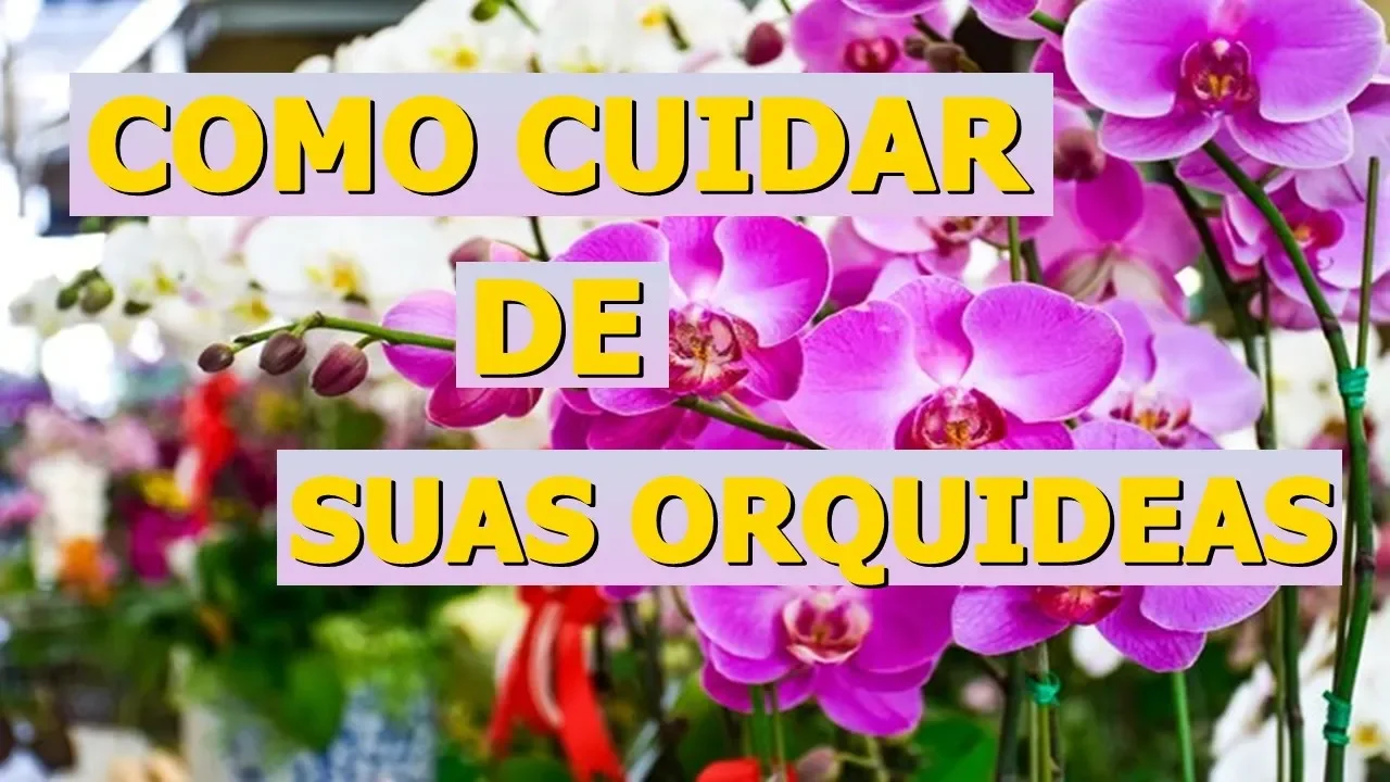 APRENDA COMO MANTER SUAS ORQUÍDEAS LINDAS E SAUDÁVEIS