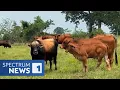 Mysterious Brutal Cow Deaths Have Locals on Alert