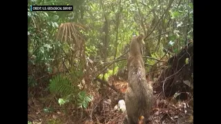 Rare Shows Florida Bobcat Fighting Invasive Burmese Python