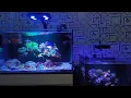 Download Lagu SERIUS JADI KAYA GINI? REEF TANK UPDATE NO WATER CHANGES. ISI FULL SPS LAGI? PEMULA BISA KOK