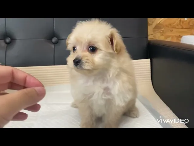 動画