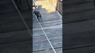 . #fyp #dream #doberman #pets #youtube