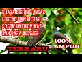 Download Lagu Suara burung uncal paling ampuh untuk pikat dan nyanggong