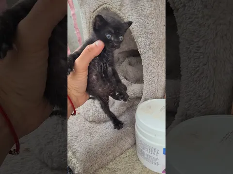 oameni nebuni care au aruncat asa ceva pe câmp 😢