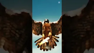 على الصقر لا تقرب ابعد يا غراب 